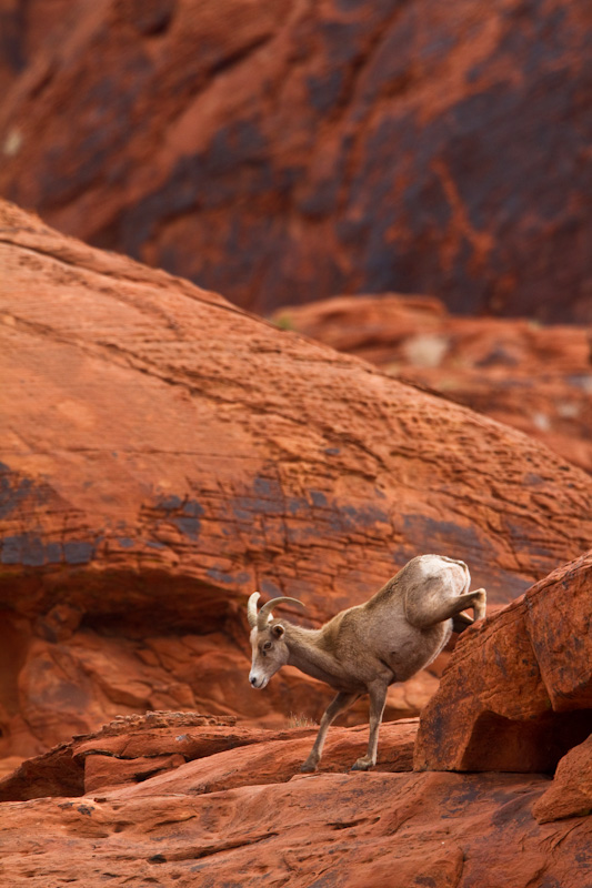 Bighorn On Slickrock